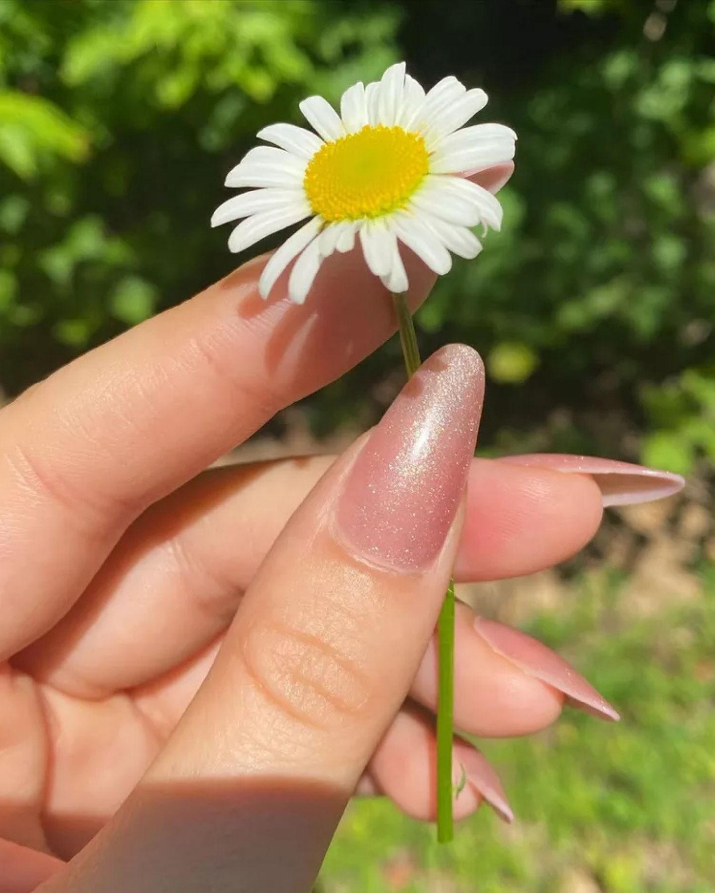 Hand with long shimmery pink nails holding a daisy, soft green background with natural sunlight.