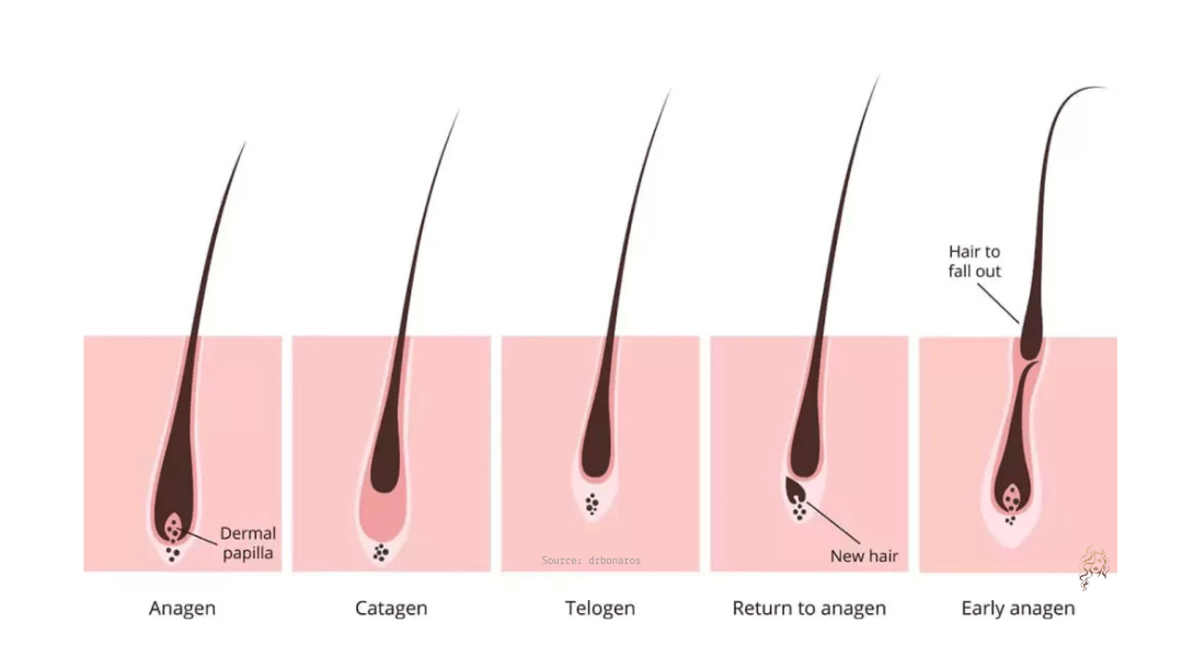 Illustration of the phases of hair growth: anagen (growth), catagen (transition), and telogen (resting and shedding).